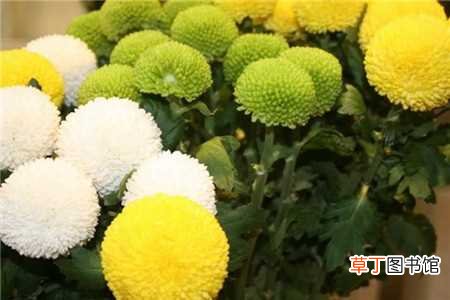 【繁殖】乒乓菊怎么养：养殖环境，繁殖方法