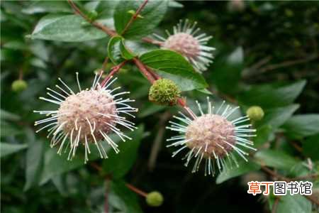 【种植】水杨梅的种植方法：种植环境，繁殖方法