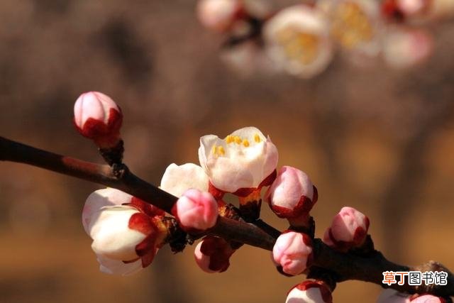 【开花】杏花几月开花