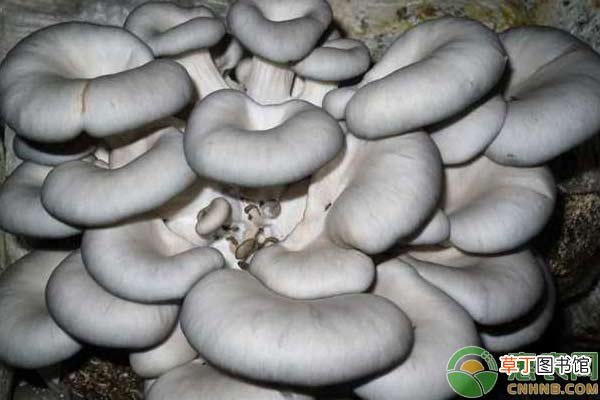 【种植】干货：超简单的蘑菇种植技术
