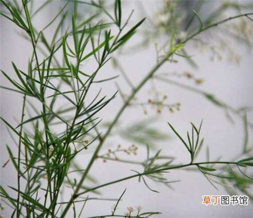 【花】天冬草是花还是草 那些关于天门东的三言两语