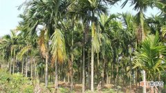 【树】槟榔树的种植方法：选地，定植