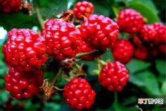 【树莓】树莓的繁殖方法：树莓繁殖的方法