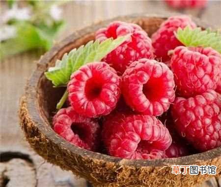 【树莓】树莓的繁殖方法：树莓繁殖的方法