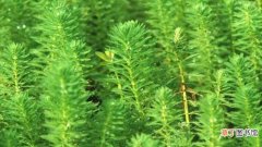 【养殖】狐尾藻怎么养：养殖环境，繁殖方法