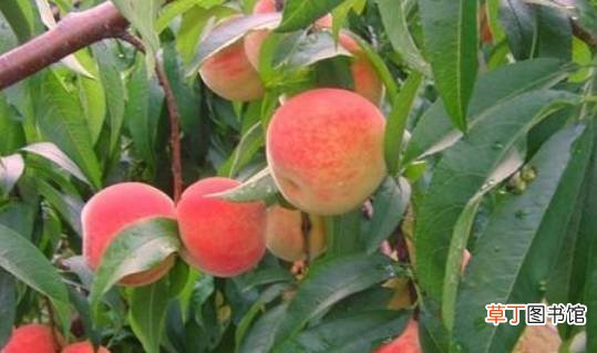 吃桃子的好处多多，但有4个禁忌，需牢记万不可触碰！