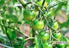 【种植】西红柿的种植技术，西红柿怎么种植？