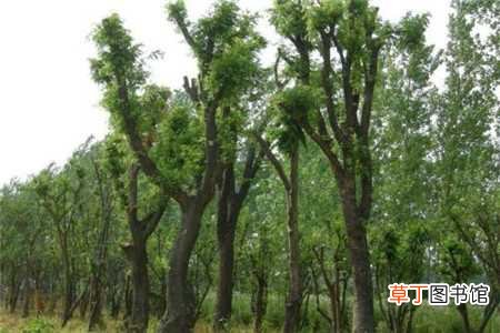 【树】皂角树的种植方法：选地，造林