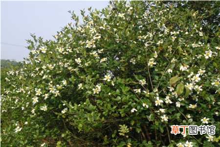 【茶】油茶树适合哪种种植：适合哪种种植，适合的生长环境