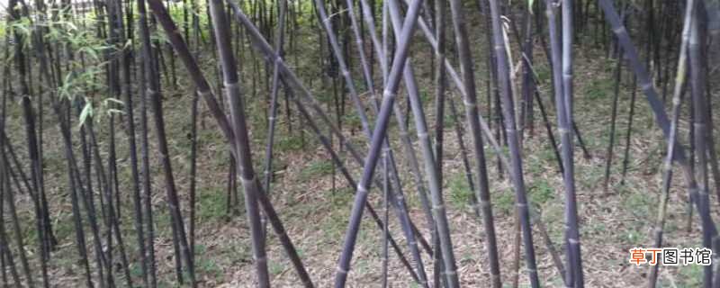 【养殖方法】紫竹的养殖方法和注意事项：养殖方法，注意事项