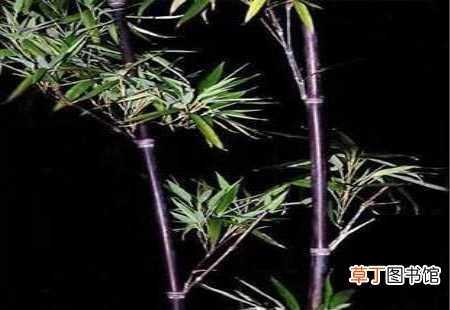 【养殖方法】紫竹的养殖方法和注意事项：养殖方法，注意事项