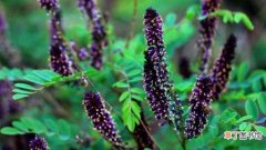 【种植方法】紫穗槐的种植方法：整地，播种
