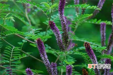【种植方法】紫穗槐的种植方法：整地，播种
