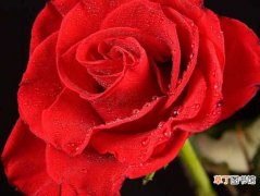 【玫瑰花】血红色的玫瑰花图片