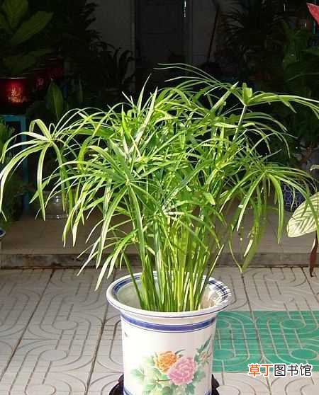 【养殖】水竹的养殖方法和注意事项：土培养殖方法，水培养殖方法