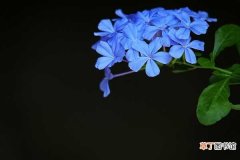 【花】蓝雪花的养殖方法：具体方法，小贴士