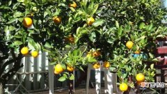 【树】桔子树怎么养：养殖环境，繁殖方法
