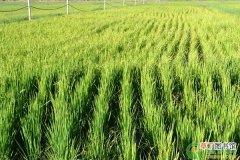 【高产】水稻直播的优点及高产栽培技术