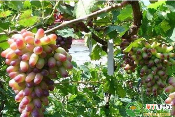 【品种】诸暨市美人指葡萄品种特征及高效栽培技术