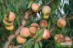 【施肥】桃树六月施肥+用药指南，桃农们需高度重视！