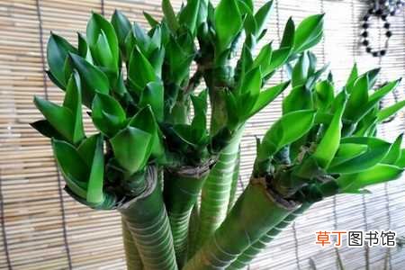 【水培】观音竹怎么养才能长得好：水培的植株，土培的植株