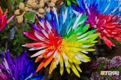 【养殖方法】彩虹菊的养殖方法：外形，养殖方法