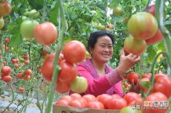 【种植】西红柿种植用好这5种小办法，同样的地块能够多收好几成