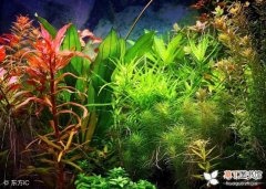 【水草】小龙虾养殖中水草的种植与治理