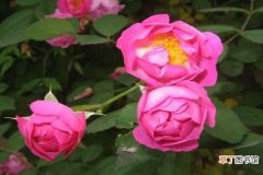 【养殖】野蔷薇的养殖方法及注意事项：这种植物的习性，具体方法