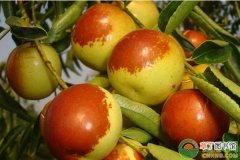 【栽培】伏脆蜜枣的品种特性及主要栽培技术