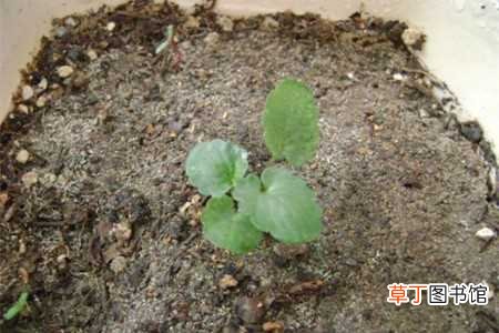 【种子】三色堇种子种植方法：播种时间，播种条件