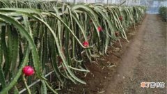 【种植】火龙果种植技术：种植方法，养护方法