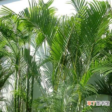 【养殖】夏威夷椰子的养殖方法和注意事项：养殖方法，注意事项