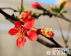 【花】皱皮木瓜花蜂蜜_皱皮木瓜花是蜜源植物吗？