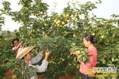 【种植】重庆璧山张安文种植黄花梨年收入十多万
