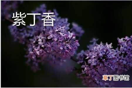 【丁香】紫丁香是什么植物：树干，叶子