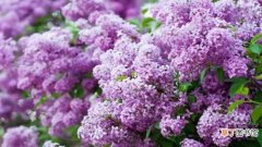 【丁香】紫丁香是什么植物：树干，叶子