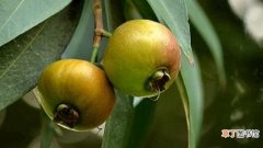 【区别】洋蒲桃和蒲桃的区别：叶片的区别，果实的区别