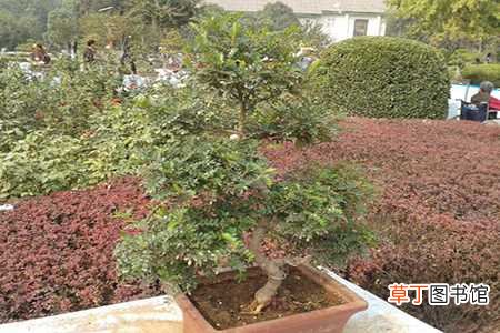 【养殖方法】胡椒木的养殖方法和注意事项：浇水，光照