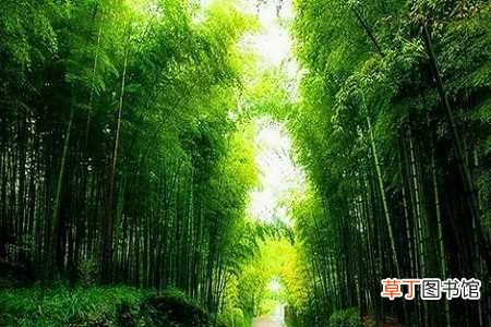 【养殖】竹子的养殖方法和注意事项：土壤，浇水
