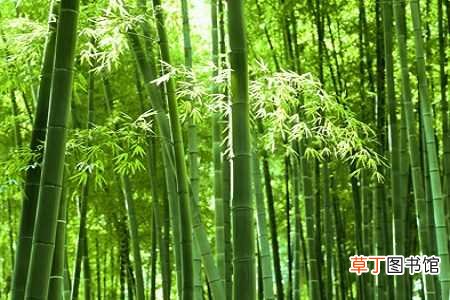 【养殖】竹子的养殖方法和注意事项：土壤，浇水
