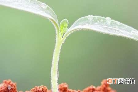 【花椒】花椒籽怎么种发芽最快：种子的处理，播种
