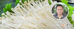 【方法】金针菇根部的栽活方法：切根，调制培养液