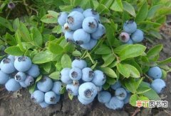 【蓝莓】盆栽蓝莓卖价高达千元，＂多条腿＂走路闯市场！