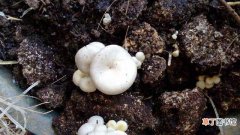 【种植】蘑菇怎么种植：选择容器、基质，种植方法