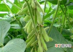 【高产】安徽大豆种植优质高产的秘诀