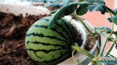 【种子】西瓜种子怎么种：种植时间，种子处理
