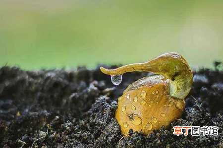【莲】榴莲核怎么种：种植时间，浸泡种子