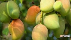 【种植】芒果怎么种植：处理种子，上盆种植