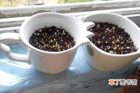 【种植】火龙果怎么种植方法：种子种植，扦插种植